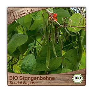 Bohnen-Samen Samenliebe BIO Stangenbohnen Samen alte Sorte Scarlet