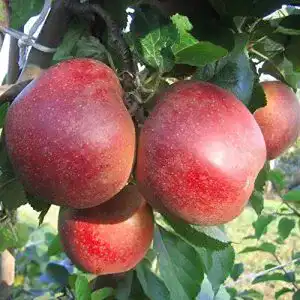Boskoop-Apfelbaum Müllers Grüner Garten Shop Apfelbaum