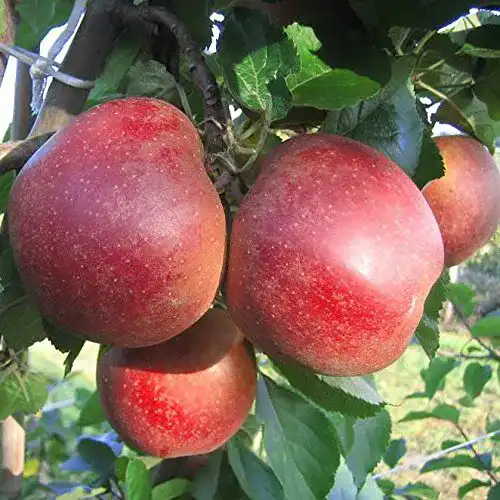 Boskoop-Apfelbaum Müllers Grüner Garten Shop Apfelbaum