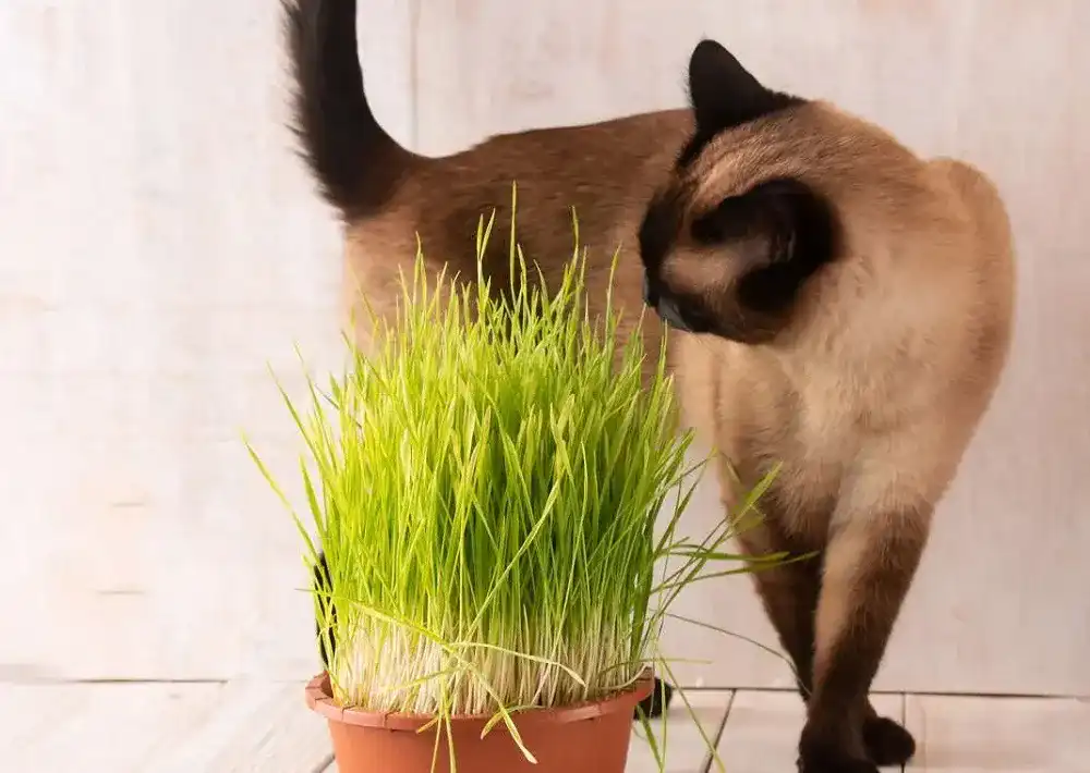 Katzengras1