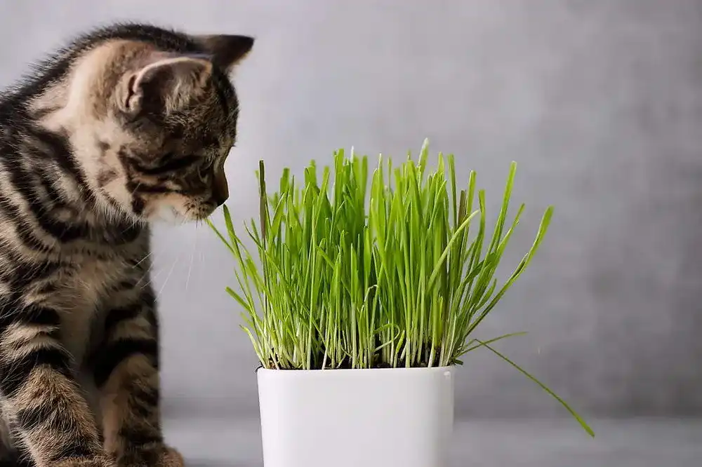Katzengras2