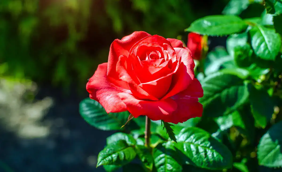 Rosenduenger