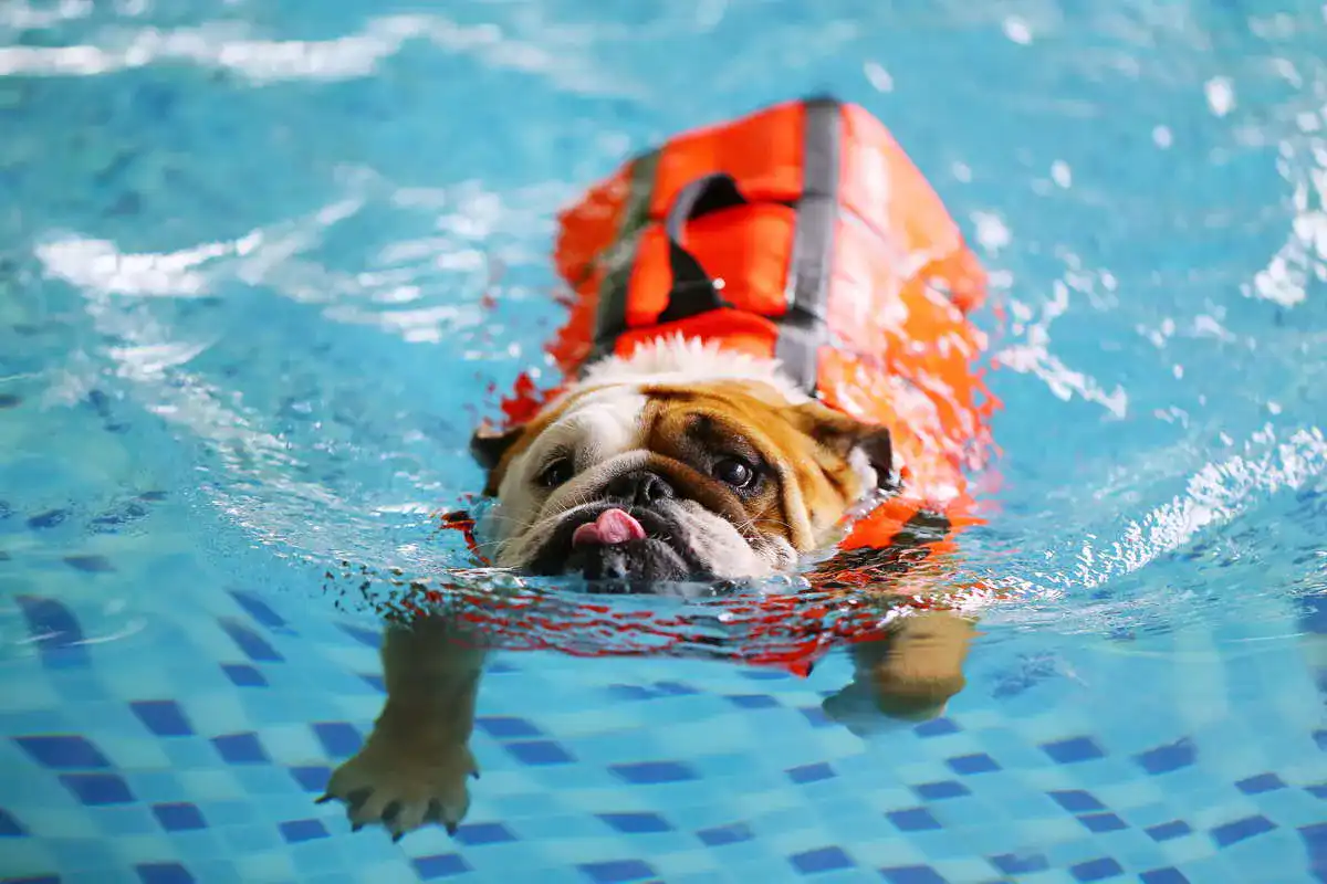 Schwimmweste für Hunde1_689098477_Test-Vergleich-Testsieger Schwimmweste-fuer-Hunde