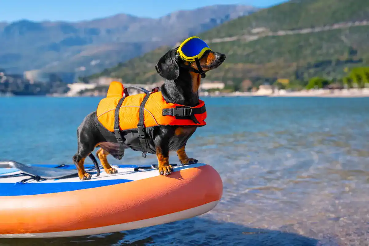 Schwimmweste für Hunde2_1873645198_Test-Vergleich-Testsieger Schwimmweste-fuer-Hunde