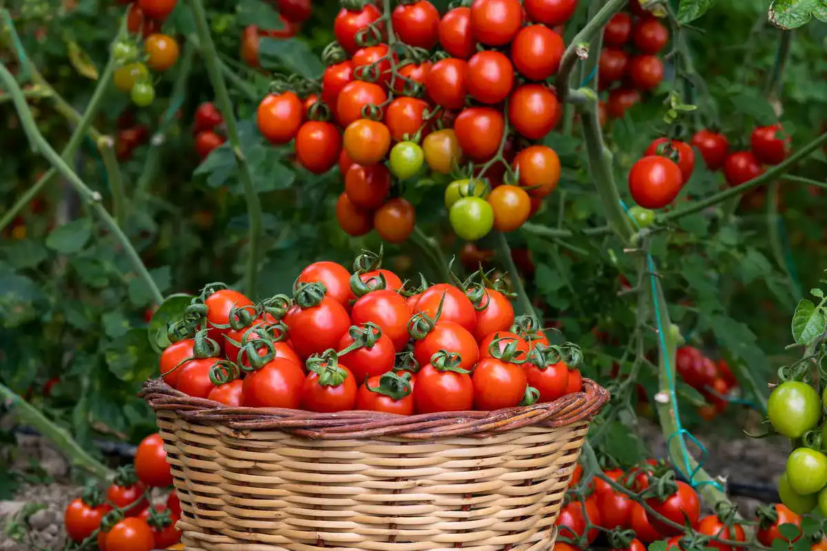 Tomatenduenger