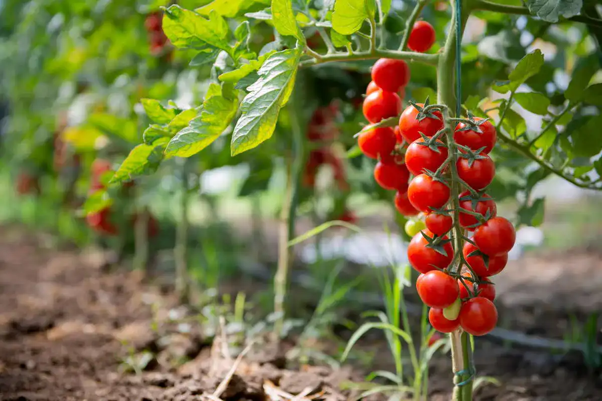 Tomatenduenger