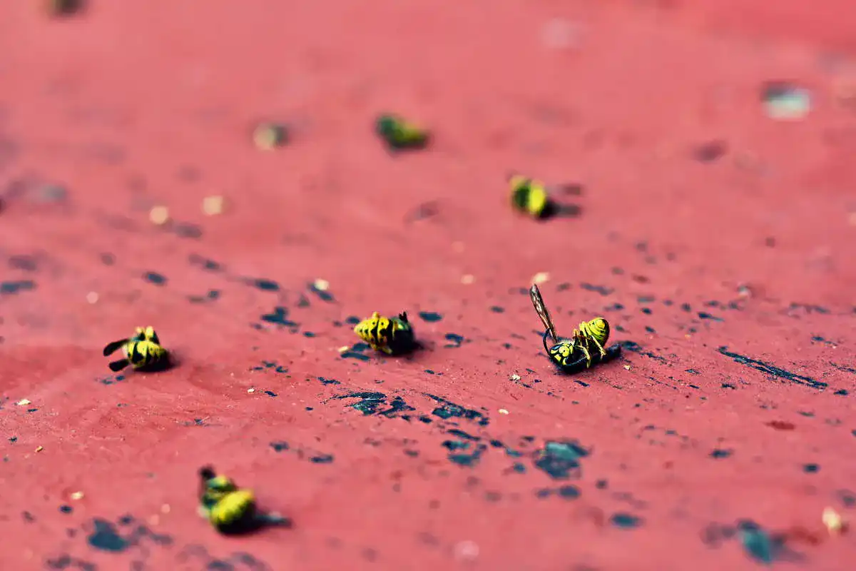 Wespenspray1_1161937417_Test-Vergleich-Testsieger Wespenspray