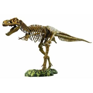 Dinosaurier-Skelett EDU-TOYS Tyrannosaurus Rex Skelett