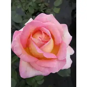 Edelrose Baumschule Pflanzenvielfalt Elle® – Rosa Elle®