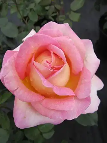 Edelrose Baumschule Pflanzenvielfalt Elle® – Rosa Elle®
