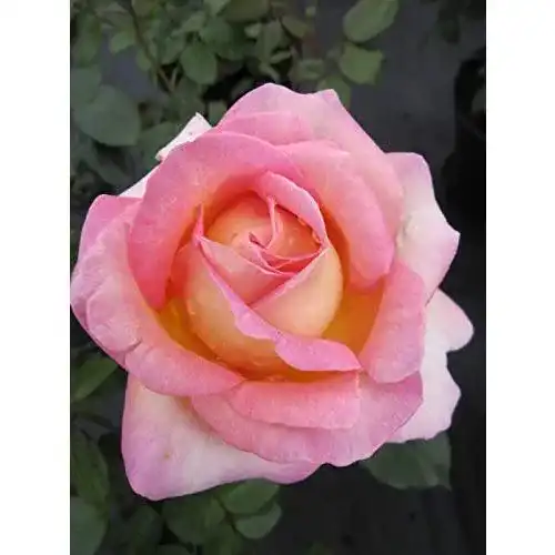 Edelrose Baumschule Pflanzenvielfalt Elle® – Rosa Elle®