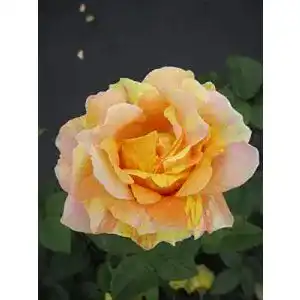 Edelrose Baumschule Pflanzenvielfalt Paul Cezanne® – Rosa Paul