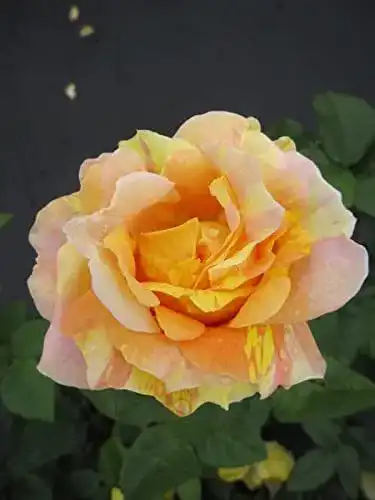 Edelrose Baumschule Pflanzenvielfalt Paul Cezanne® – Rosa Paul