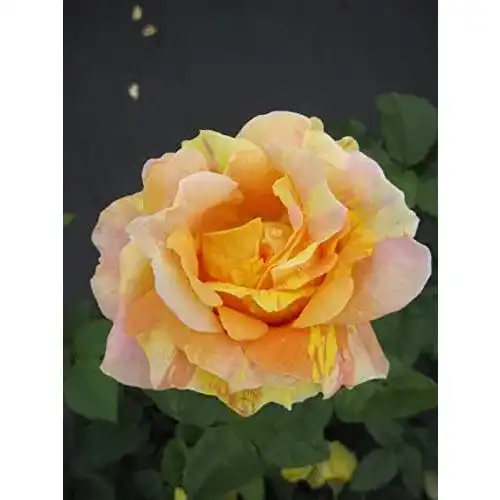 Edelrose Baumschule Pflanzenvielfalt Paul Cezanne® – Rosa Paul