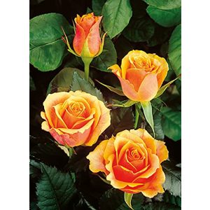 Edelrose Garten Schlüter Tea Time in Gelb & Orange – Rose