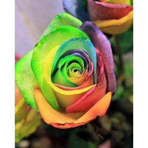 Edelrose Qhaitang Gartenrose-rosenplanze-Strauchrose – blühend