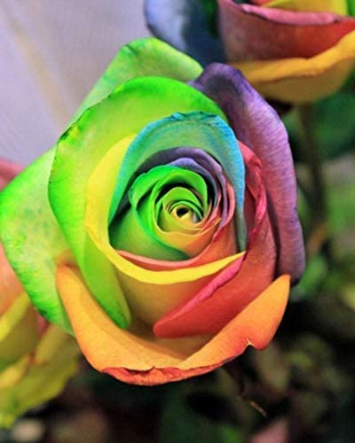 Die beste edelrose qhaitang gartenrose rosenplanze strauchrose bluehend Bestsleller kaufen