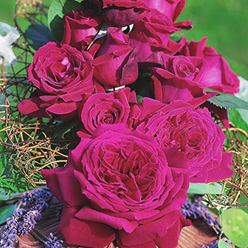 Die beste edelrose rosen union duftrose duftfestival r im 4 l container Bestsleller kaufen