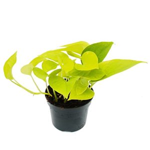 Efeu-Pflanze exotenherz – gelb-grüne Efeutute – Epipremnum Golden