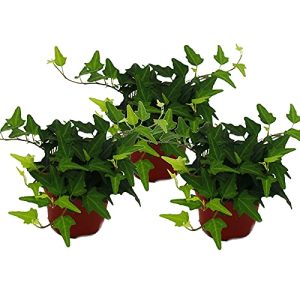 Efeu-Pflanze exotenherz Hedera helix, 3er Set, Efeu, grünlaubig 9cm
