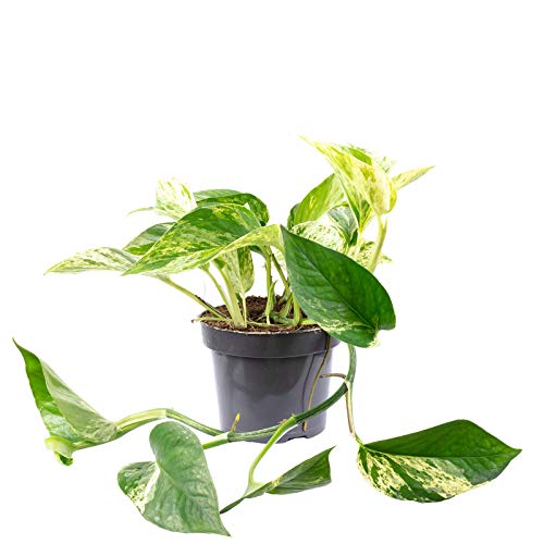 Die beste efeu pflanze flowerbox efeutute echte zimmerpflanze epipremnum Bestsleller kaufen