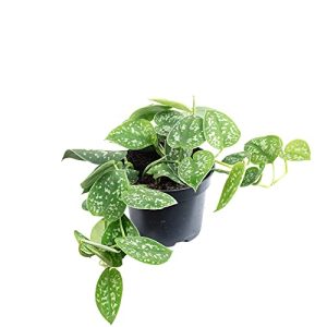 Efeu-Pflanze FLOWERBOX Gefleckte Efeutute – echte Zimmerpflanze