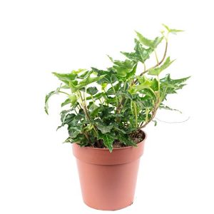 Efeu-Pflanze FLOWERBOX Gemeiner Efeu grün – echte Zimmerpflanze