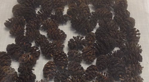 Die beste erlenzapfen catappa leaves 1000stk 400g schwarzerle alnus Bestsleller kaufen
