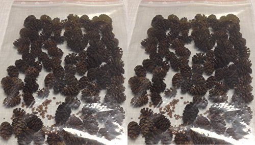 Die beste erlenzapfen catappa leaves 120stk 50g schwarzerle alnus Bestsleller kaufen