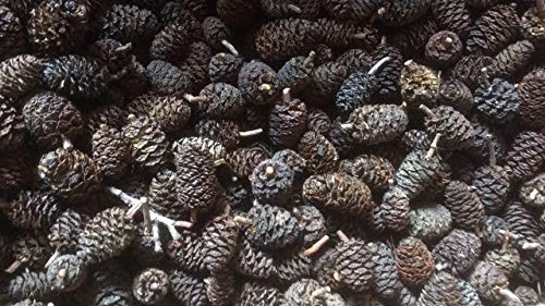 Die beste erlenzapfen catappa leaves 500stk 200g schwarzerle alnus Bestsleller kaufen