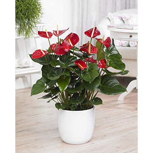 Die beste exotische blumen gardenersdream 1 x rote spitzenblatt anthurium Bestsleller kaufen