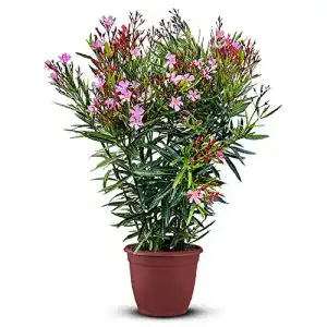 Die beste Exotische Blumen 2026 Test Bestseller Exotische Blumen