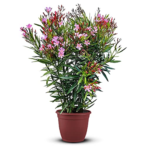 Die beste exotische blumen tropictrees nerium oleander oleander pflanzen Bestsleller kaufen