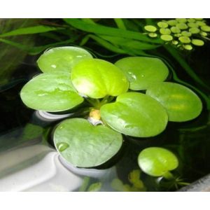 Froschbiss Aquarium Plants / Limnobium laevigatum – 2,5 cm, 7 Stück