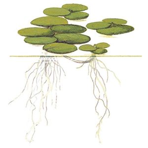 Froschbiss Mühlan Wasserpflanzen 10 x (Limnobium laevigatum)