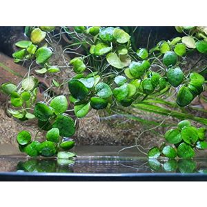 Froschbiss SAHAWA Limnobium laevigatum – Aquariumpflanzen – 15 Stück