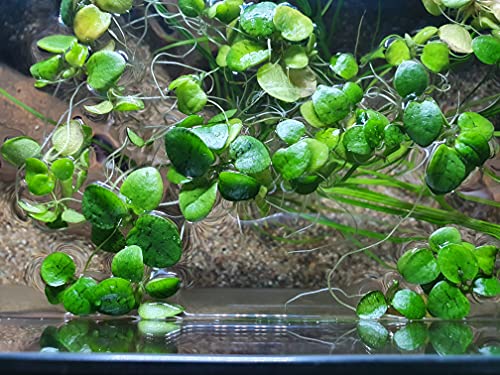 Die beste froschbiss sahawa limnobium laevigatum aquariumpflanzen 15 stueck Bestsleller kaufen