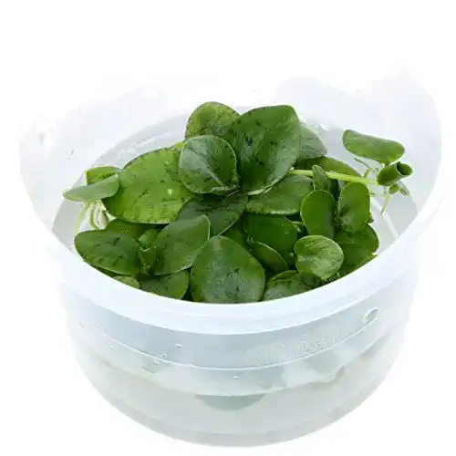 Froschbiss Tropica 1-2-Grow! Limnobium laevigatum 1 Stück