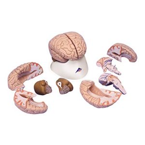 Gehirn-Modell 3B Scientific Menschliche Anatomie – Gehirnmodell