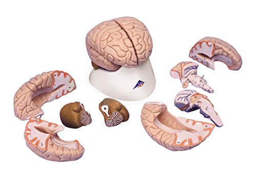 Die beste gehirn modell 3b scientific menschliche anatomie gehirnmodell 1 Bestsleller kaufen