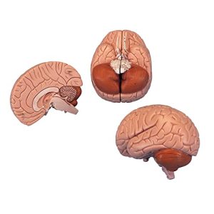 Gehirn-Modell 3B Scientific Menschliche Anatomie – Gehirnmodell