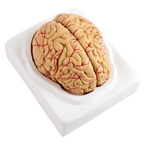 Gehirn-Modell KSTE 8teilig anatomische Gehirn-Arterien-Modell