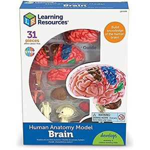Gehirn-Modell Learning Resources Anatomiemodell des menschlichen Gehirns