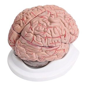 Gehirn-Modell Merlilife 8 Teilig Menschliches Gehirn mit Arterien