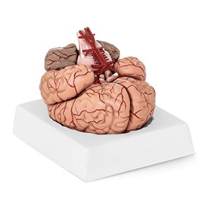 Gehirn-Modell physa wellness & lifestyle Physa Gehirn Modell Anatomie