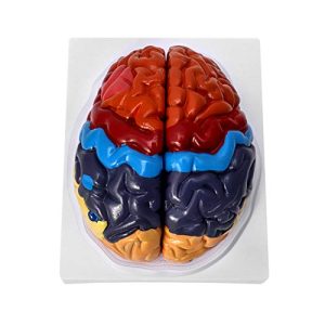 Gehirn-Modell QWORK Gehirn Anatomisches Modell Anatomie, 2-Teile