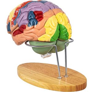 Gehirn-Modell UIGJIOG 4-Teile Menschliches Gehirn Modell Anatomie