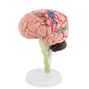 Gehirn-Modell Walfront Gehirn Modell, Menschliches Gehirn Modell