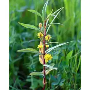 Gilbweiderich NatureHolic Strauß- – Lysimachia thyrsiflora