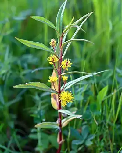 Gilbweiderich NatureHolic Strauß- – Lysimachia thyrsiflora